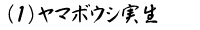 (1)ヤマボウシ実生